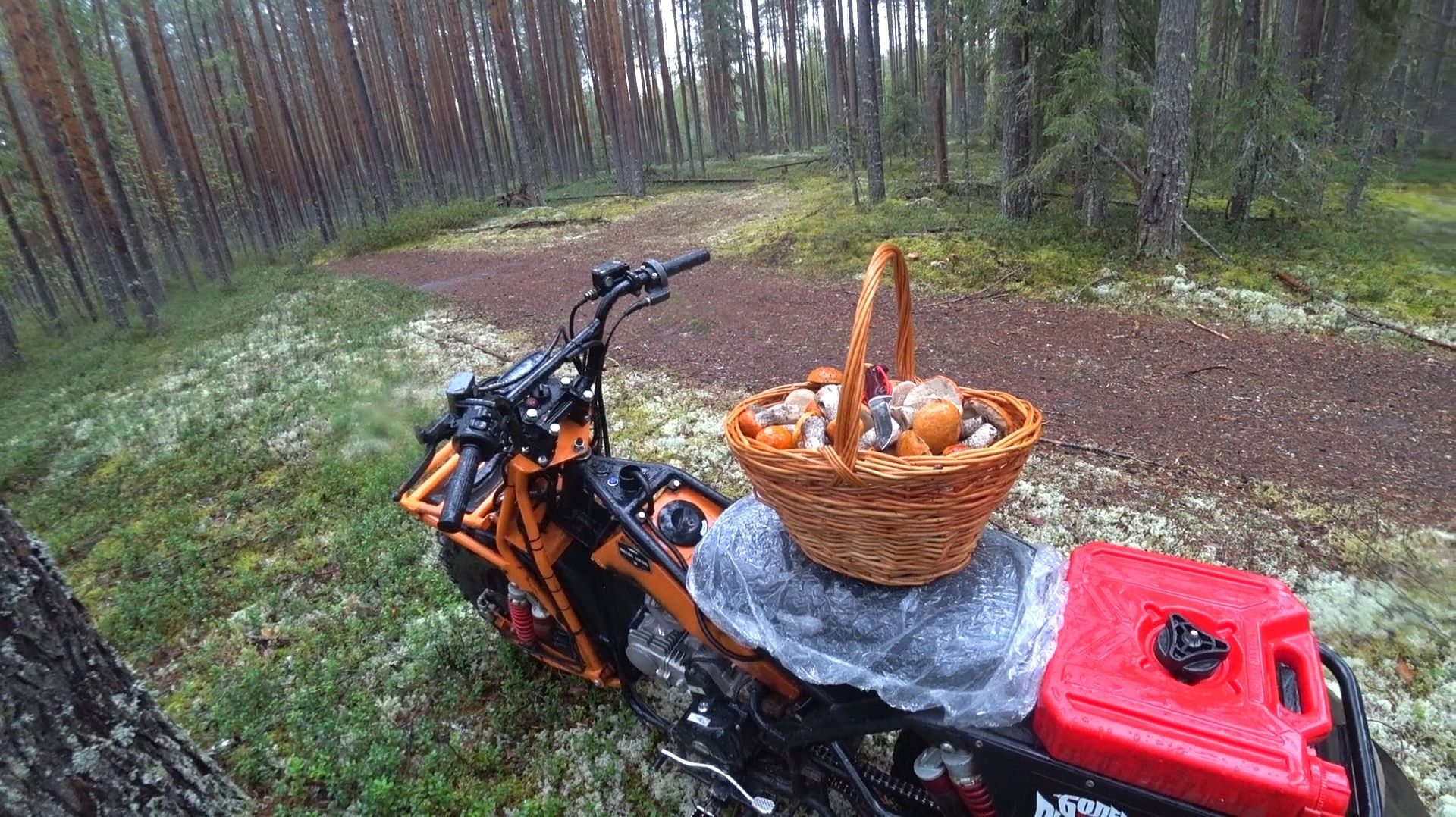 ЭТОЙ НОЧЬЮ ОНИ ВЫРОСЛИ И Я НАРВАЛСЯ! КАК В СКАЗКЕ, ПОДОСИНОВИКИ ПЕРВЫЙ СОРТ \ СБОР ГРИБОВ В ДОЖДЬ.