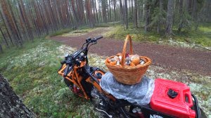 ЭТОЙ НОЧЬЮ ОНИ ВЫРОСЛИ И Я НАРВАЛСЯ! КАК В СКАЗКЕ, ПОДОСИНОВИКИ ПЕРВЫЙ СОРТ \ СБОР ГРИБОВ В ДОЖДЬ.