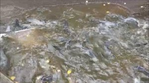 Зарыбление осетром нижнего водоёма 100 кг. Клёвое место, Лосиный остров.