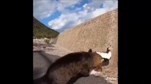 кошка ты можешь блин
