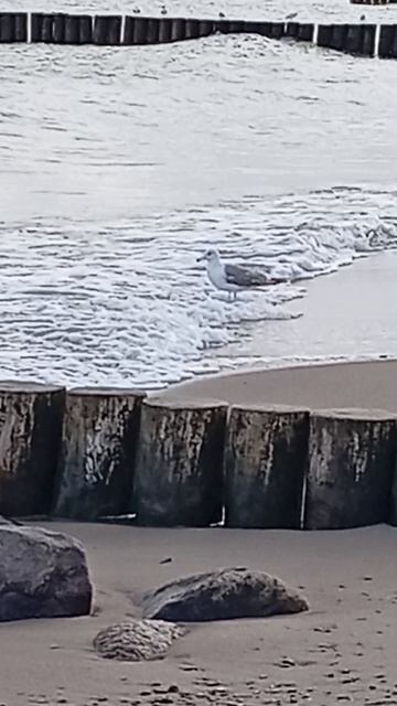 Чайка на берегу Балтийского моря