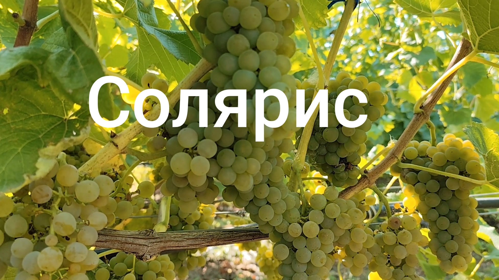 Виноград 