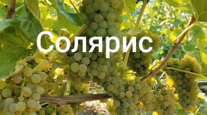 Виноград «Солярис» на 16.08.26г. Краснодарский край. +7(918)47-00-828.