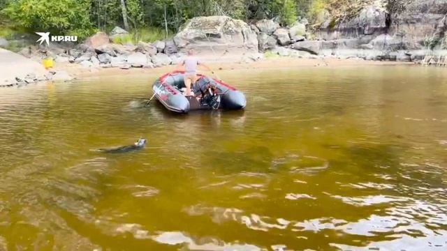 Нерпу Крошика отпустили в большую воду