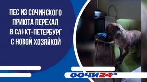 Пес из сочинского приюта перехал в Санкт-Петербург с новой хозяйкой