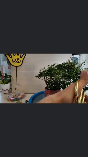 Весёлый человечек, стрижка