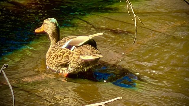 Резвые утки 🦆🦆🦆🦆🦆🦆🌾🏞️