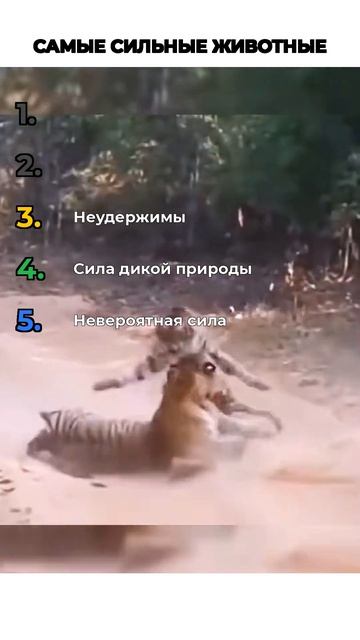САМЫЕ СИЛЬНЫЕ ЖИВОТНЫЕ