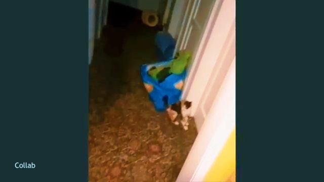 Приколы с животными 😹🙀😻 смешные приколы с кошками 😻😹😹