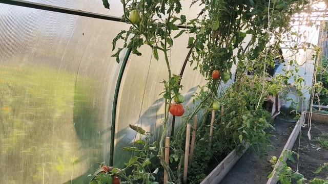 МУЖ С ПОМОЩНИЦЕЙ ДЕЛАЮТ ДОРОЖКУ,Я КОНСЕРВИРУЮ ПОМИДОРЫ 🍅