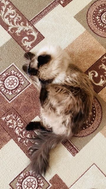Ангелочек релаксирует 🐾