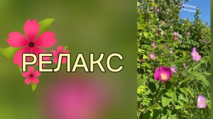 Релакс.Цветение лугов успокаивает радует вдохновляет