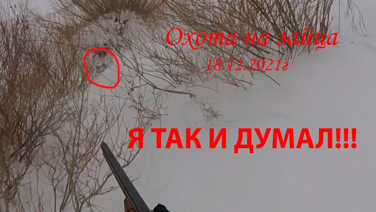 Охота на зайца. Показательный случай!