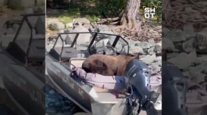 На Алтае медведи массово выходят к людям