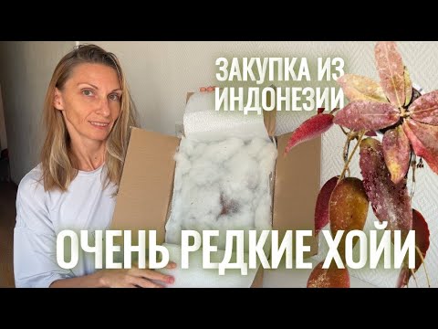 Очень РЕДКИЕ хойи из Индонезии