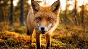 Учим животных. Мультики для детей. Мультики для малышей.