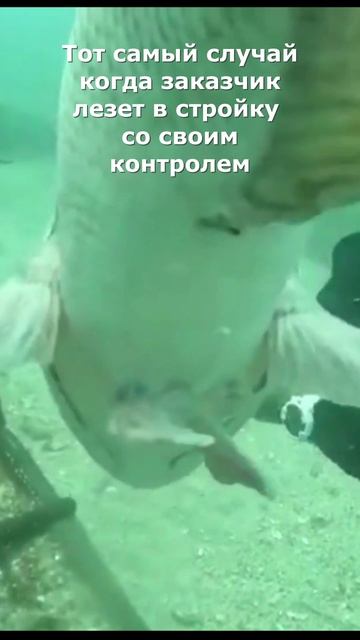 Когда заказчик лезет со своим контролем. Ни дела, ни работы...