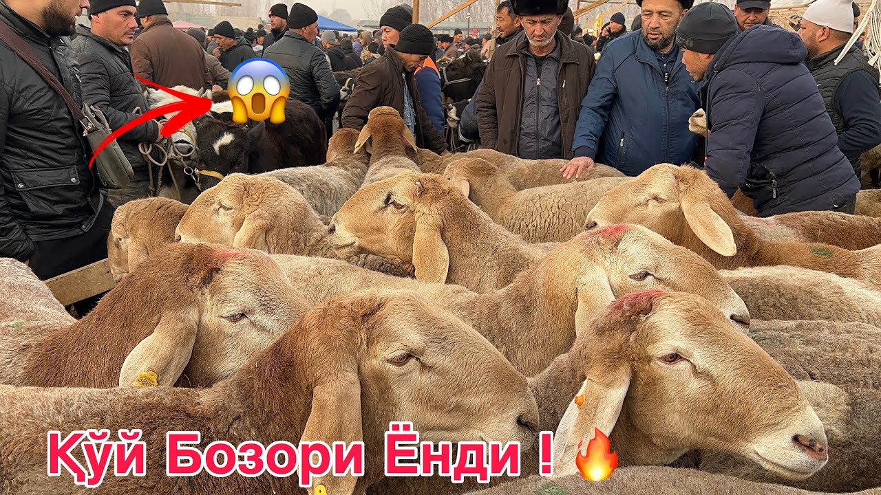 Namangan V. Uychi T. Yorqo'rg'on Qo'y Bozori Narxlari 🔥 • 3 декабря 2025 г.