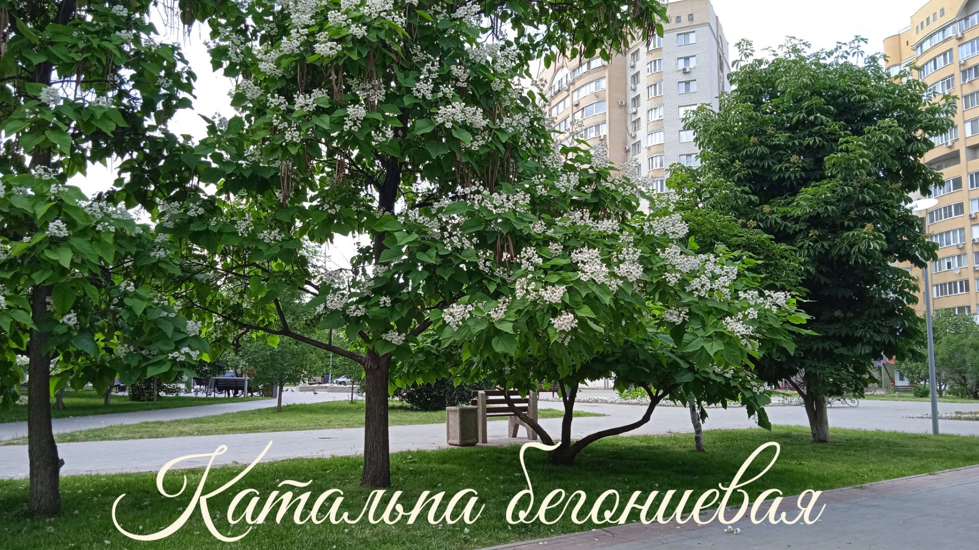 Энгельс. Цветение Катальпы 2.