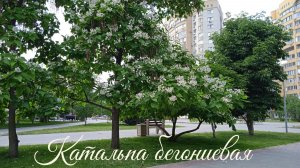 Энгельс. Цветение Катальпы 2.
