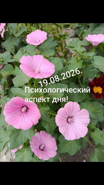 19.08.2026.✨🌈☀️Психологический аспект! Глубинные преобразования... #разум #душа #дела #чувства