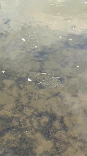 Много рыбов 🐠