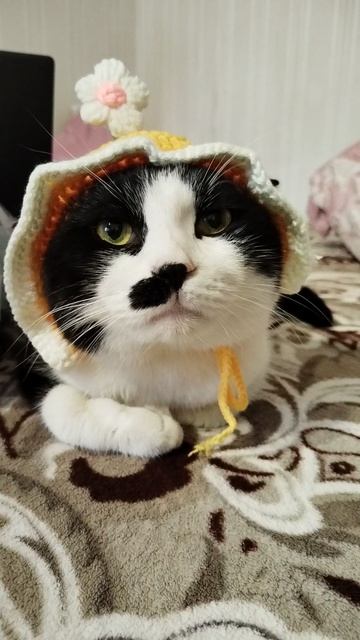 #вэтотдень #кот тайсан, весёлые коты, видосики от кота, прикольные кошки