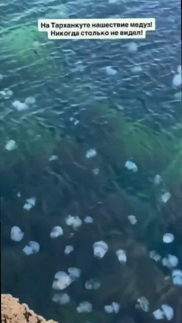 😱 Тарханкут захватили медузы