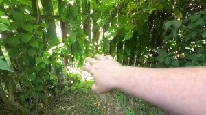 Жизнь вне орхидей. культивирую БАНАН в доме на Юге КАЛИТКА заросла лианами будут банановые заросли к