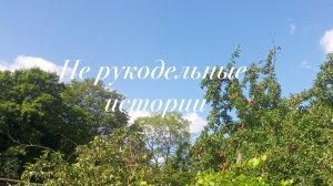 Собираем урожай и потихоньку наводим порядки.