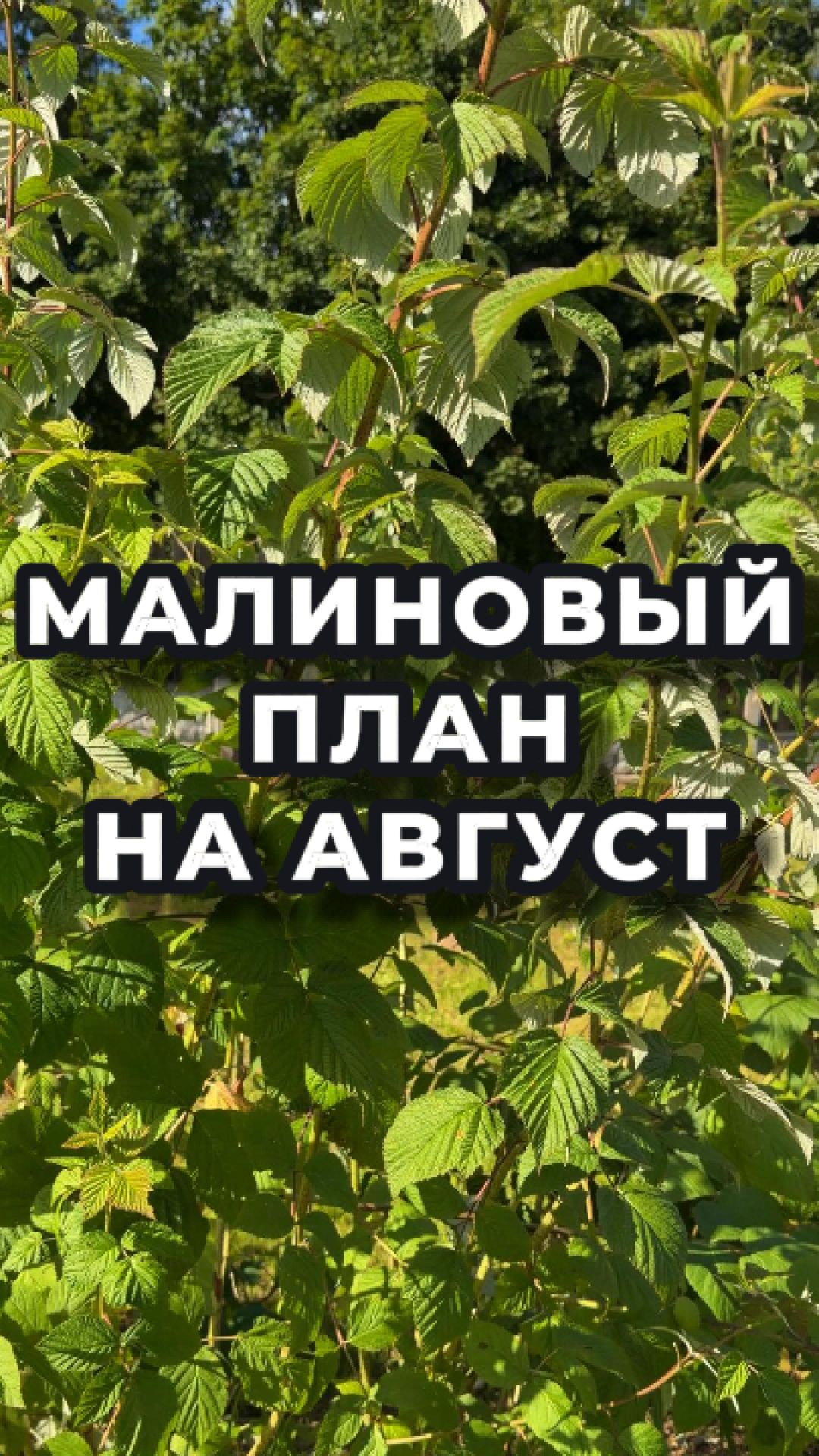 🌿 Августовский чек-лист для малины