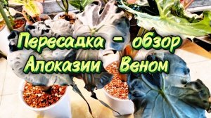 Пересадка Алоказии Веном на фитиль . Отделение и посадка клубней.