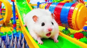 Пушистый хомяк 🐹 сбегает из лабиринта в парке игрушек