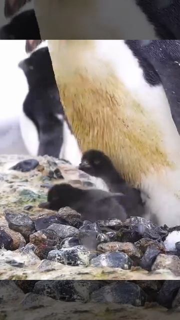 Пингвины.🐧.