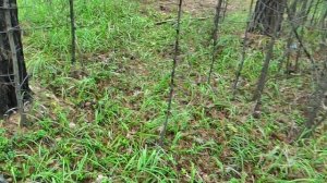Уехали с Оки.Прогулка по Бору. Приехали на речку Бирюса.
