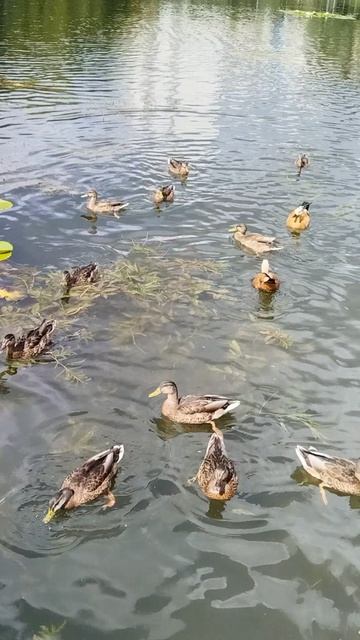 Дегунинский пруд: уточки 🦆