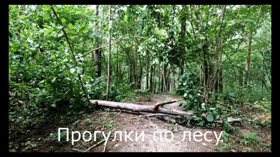 Прогулки по лесу. По верхней дороре и вниз куда-то...