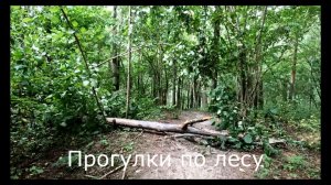 Прогулки по лесу. По верхней дороре и вниз куда-то...