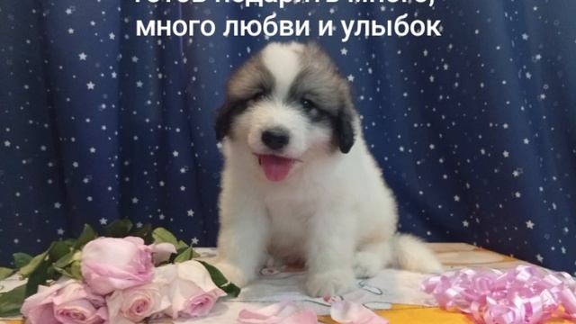 пиренейская горная собака