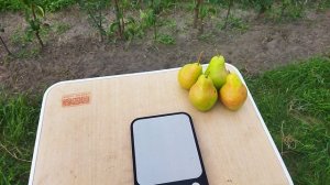 Обзор сорта груши Просто Мария.