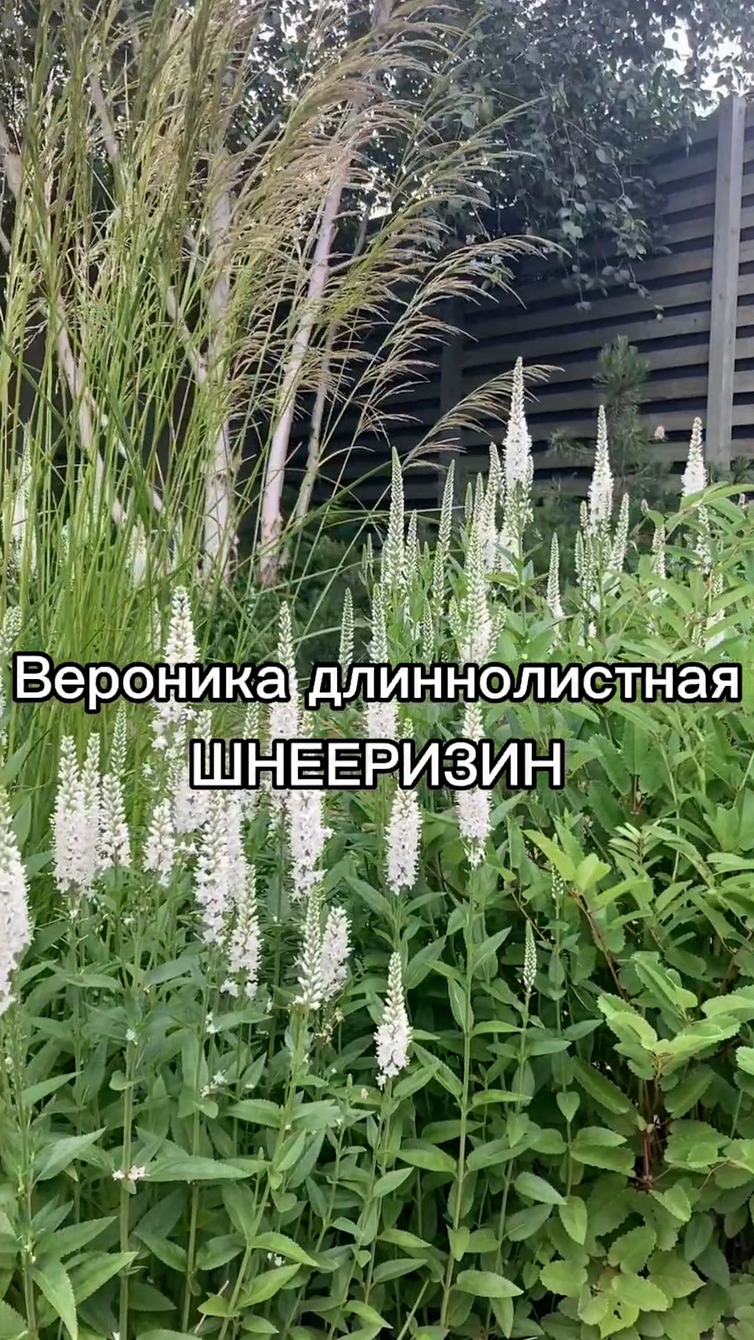 Многолетник для цветников и ландшафтных посадок.
