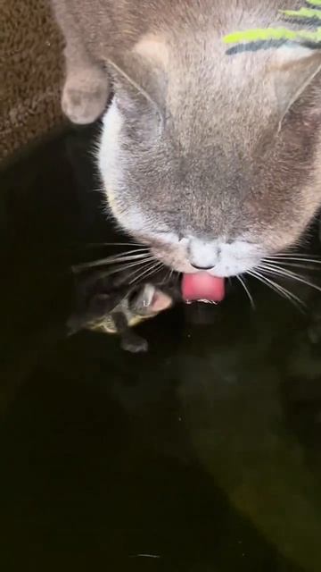 коте коре 45
