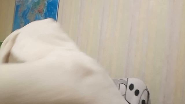 мы попали в больницу для животных в реальной жизни часть1
