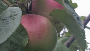 С Яблочным Спасом! 🍎 Варю кетчуп и вы попробуйте.