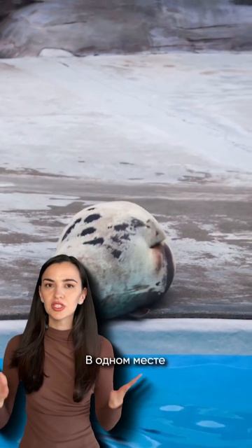 Kamogawa Sea World показывает Японию с другой стороны