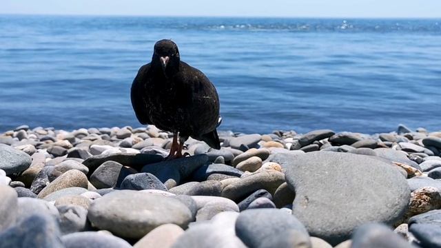 Голубь и море