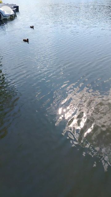🦆😍🌊
