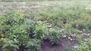 18/08/2026 /концерт по заявкам/как живут в русской деревне...