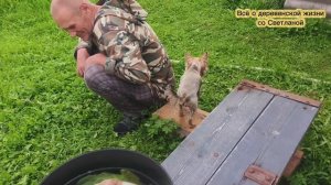 Занимаюсь огурцами ,небольшой ремонт караката .
