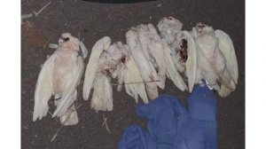 В Москве в антикафе нашли более ста мертвых попугаев